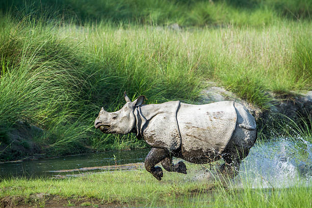 गैंडाले आक्रमण गर्दा एक जनाको मृत्यु